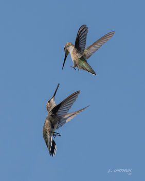 Black-chinned Hummingbirds
