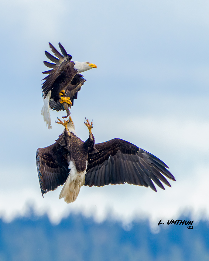 Bald Eagles