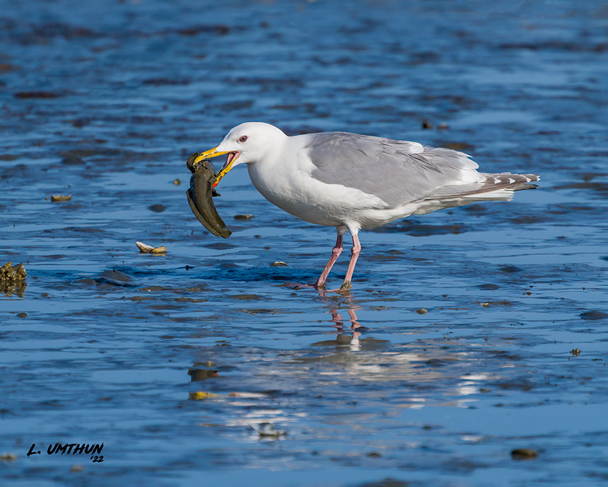 Glaucous Gull