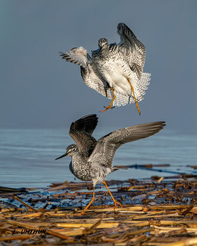 Greater Yellowlegs