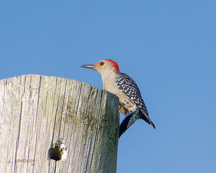 Red-bellied Woodpecker