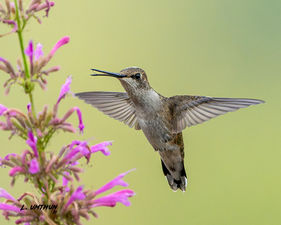 Black-chinned Hummingbird
