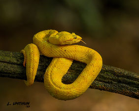 Eyelash Viper