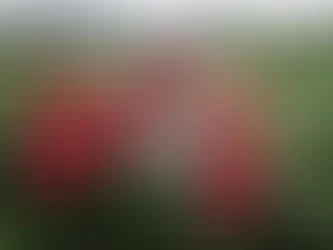 Festividades de abril en Perú: fechas para reflexionar, aprender y actuar