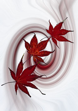 Leafy Red Swirls