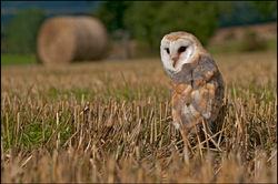 BARN OWL IN HARVEST FIELD