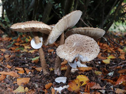 Parasol Fungi
