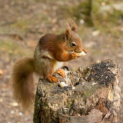 Red squirrel feeding