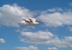 Gull on the Wing