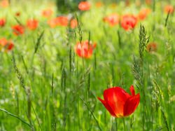 Poppies