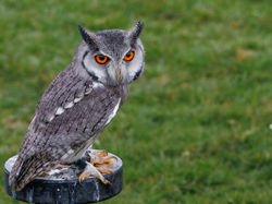 Northern White Faced Owl