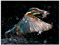 A Supper for the King