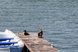 Cormorant Family