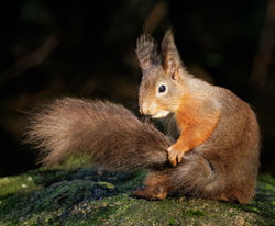Red Squirrel