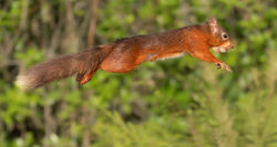 Jumping Red Squirrel