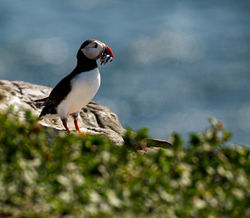 Proud Puffin