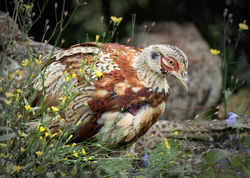 Juvenile Male Pheasant