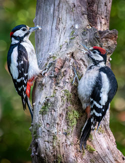 Male Great Spotted Woodpecker feeding Young