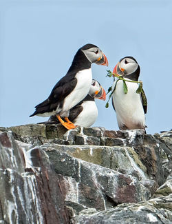 Where's the nest then