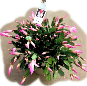 Christmas Cactus Hanging Basket