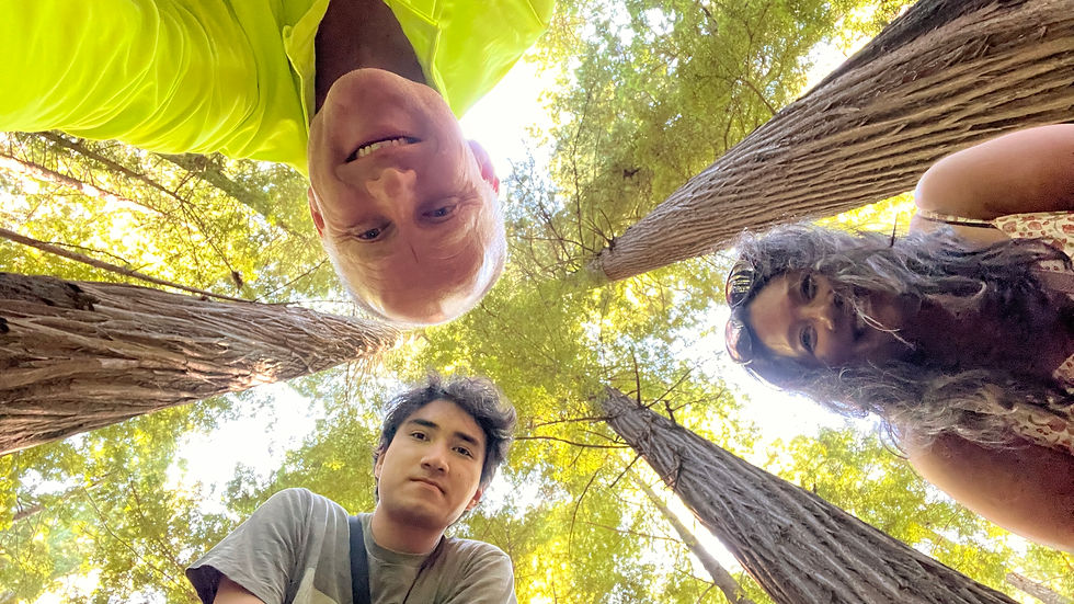 Three Manns in the Avenue of the Giants, Redwoods National Park, California