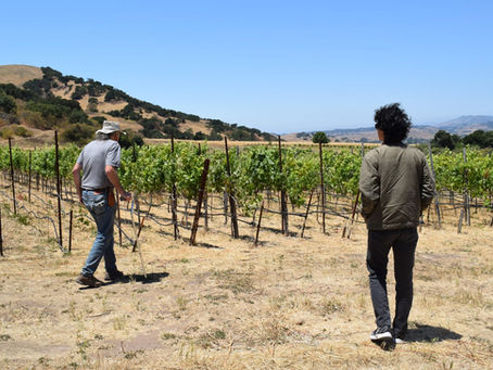 Popelouchum + Randall Grahm: Lunch in the Vineyard named 'Paradise' with the Original Rhône Ranger