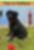 Thanks to the Paw~er Wellness regimen, Ellie is ready to enjoy her golden years!