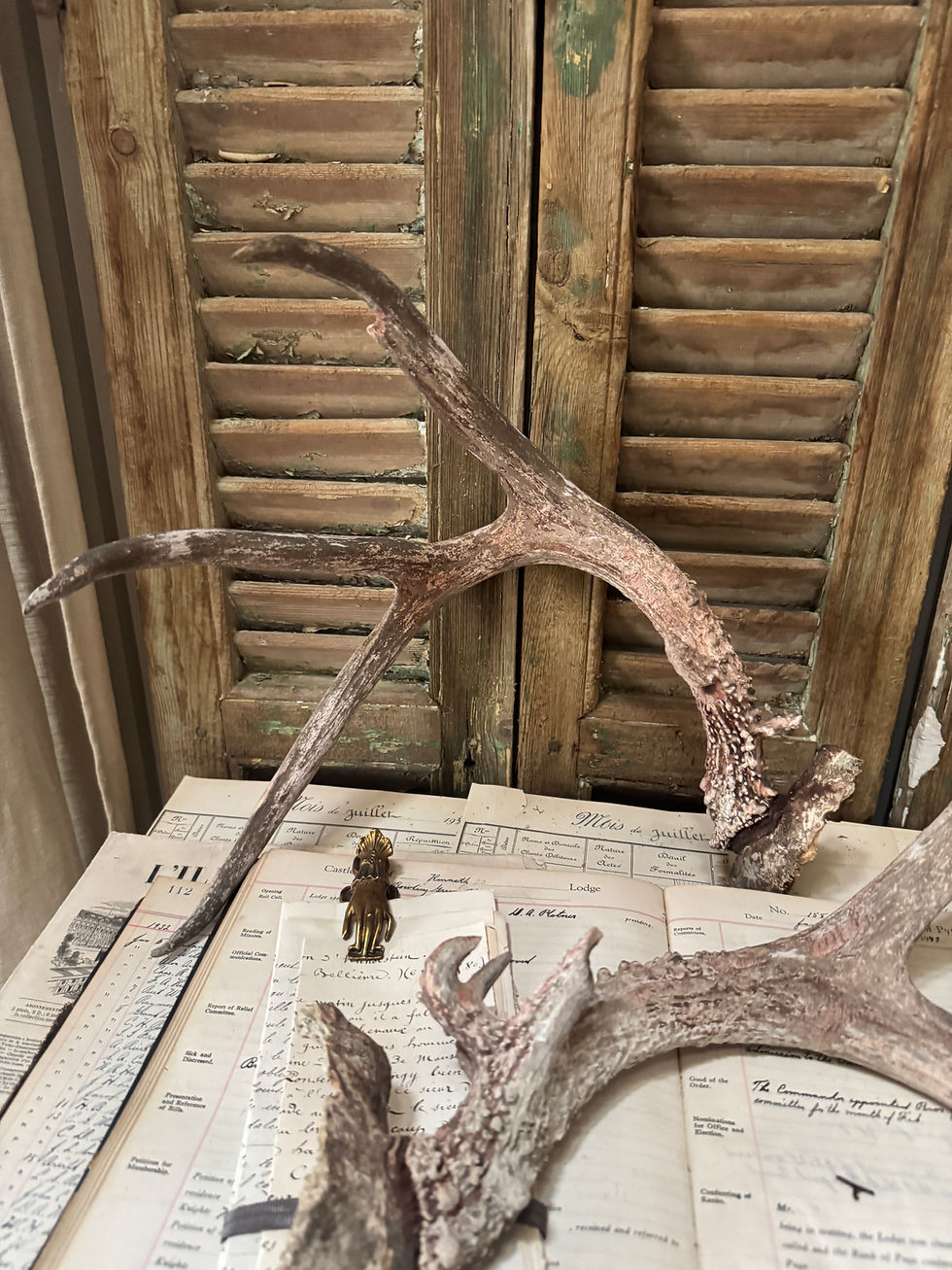 Thumbnail: Pair of Antlers - Bleached Taxiadermy Antlers 