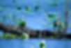 Robin Henry aligator