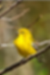Robin Henry yellow bird