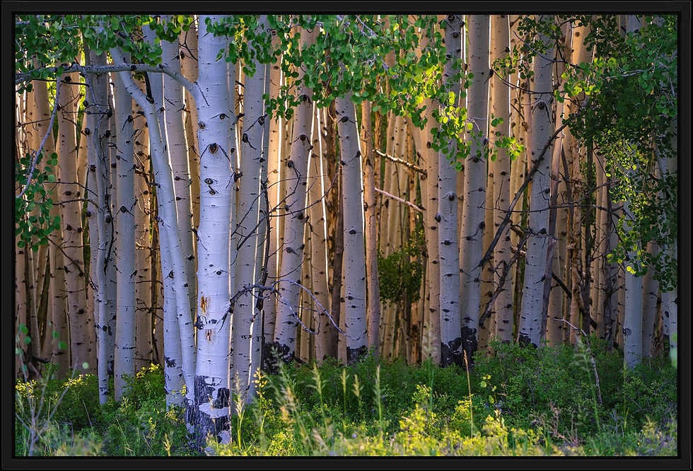 Stolen_000305_172765_20247588_13950