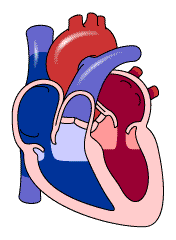 corazon.gif