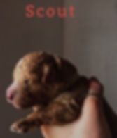 Scout.jpeg