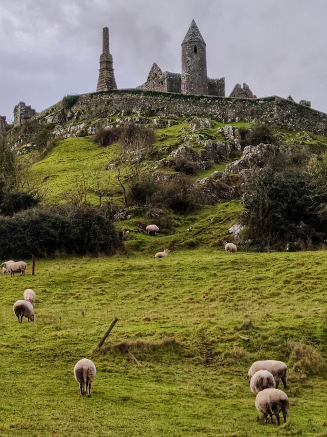 "View of Sheep Grazing on a Pasture and the Rock of Cashel in the Background, Ireland"