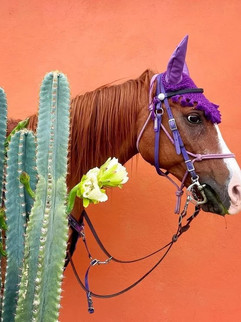 Between the Ears: Oaxaca