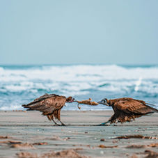 Culture Profile: the Gambia