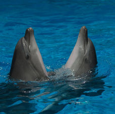 Black Sea Dolphin Decline