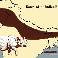 Range of the Indian Rhinoceros