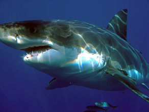 Island of the Shark Gods: Myth, Ritual, and Blood in Polynesia