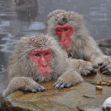 Japanese Macaque Puzzle