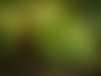 Brazil: The Pulse Of The Atlantic Forest