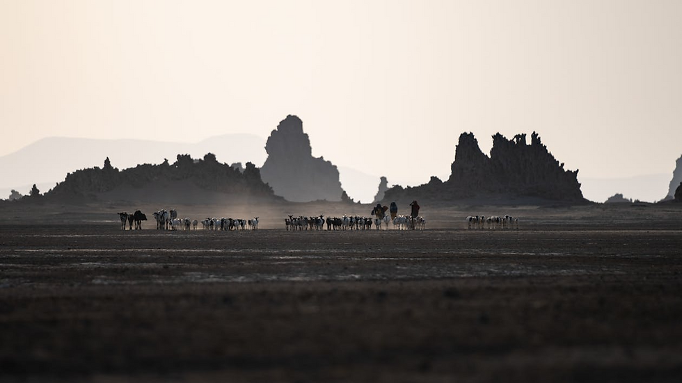 A herd of cattle traverses the dry plains of Djibouti, framed by rugged mountains at dusk; Djibouti | Photo Credit: Ruslan Aizatulin