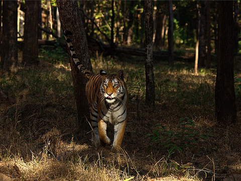 Real Species of Kipling's Jungle Book