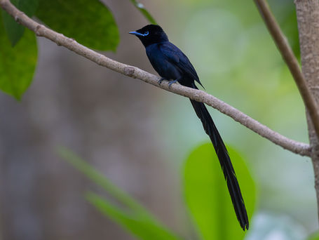 Seychelles Paradise Flycatcher