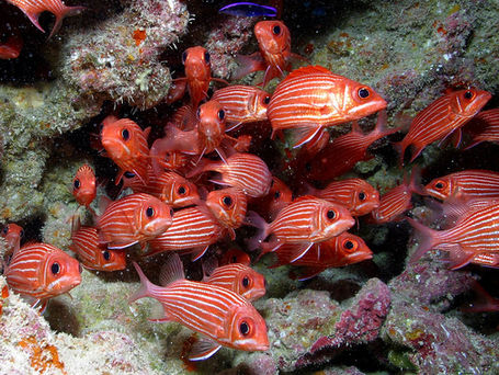 Hawaiian Squirrelfish Puzzle