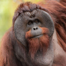 Introduction to Primatology