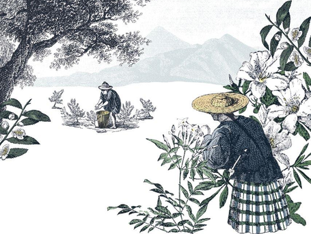 Robert Fortune on How Tea Was Stolen From the Chinese
