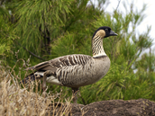 Hawaiian Goose is One Step Closer to Recovery