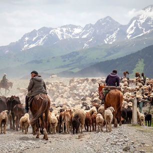 Between the Ears: Transhumance