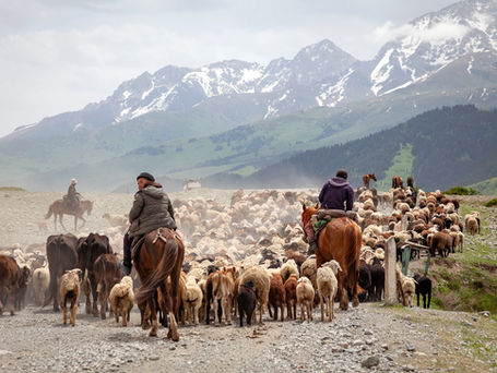 Between the Ears: Transhumance